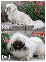 Bella AKC, a female Pekingese for sale in Wolcottville, IN – Photo 8 of 8