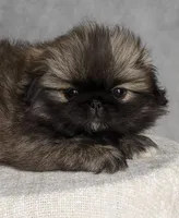 Bella AKC, a female Pekingese for sale in Wolcottville, IN – Photo 4 of 8