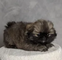 Bella AKC, a female Pekingese for sale in Wolcottville, IN – Photo 3 of 8