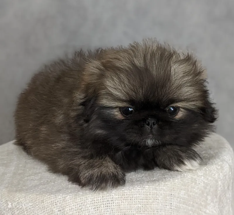 Bella AKC – Pekingese puppy for sale in Wolcottville, IN