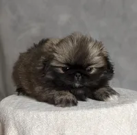 Bella AKC, a female Pekingese for sale in Wolcottville, IN – Photo 7 of 8