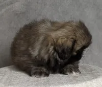 Bella AKC, a female Pekingese for sale in Wolcottville, IN – Photo 5 of 8