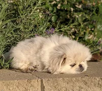 Beau AKC, a male Pekingese for sale in Wolcottville, IN – 4 of 4