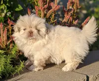 Autumn Rose AKC, a female Pekingese for sale in Wolcottville, IN – 2 of 6