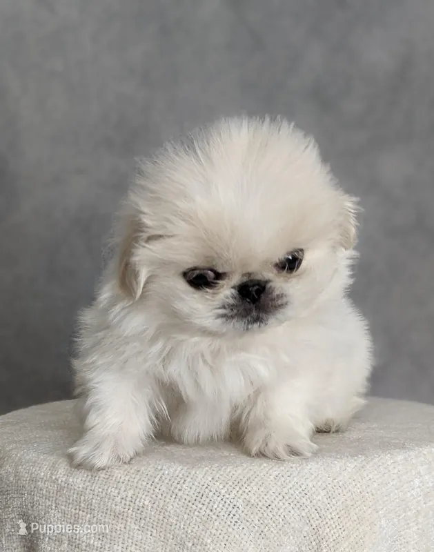 Charlie AKC – Pekingese puppy for sale in Wolcottville, IN