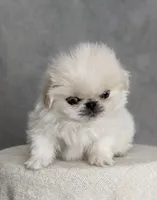 Charlie AKC, a male Pekingese for sale in Wolcottville, IN – Photo 1 of 10