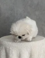 Charlie AKC, a male Pekingese for sale in Wolcottville, IN – Photo 2 of 10