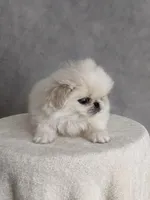 Charlie AKC, a male Pekingese for sale in Wolcottville, IN – Photo 9 of 10