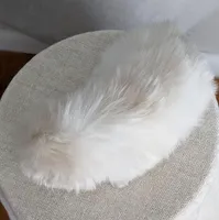 Charlie AKC, a male Pekingese for sale in Wolcottville, IN – Photo 5 of 10