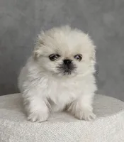 Charlie AKC, a male Pekingese for sale in Wolcottville, IN – Photo 4 of 10