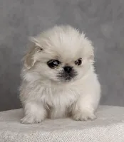 Charlie AKC, a male Pekingese for sale in Wolcottville, IN – Photo 6 of 10