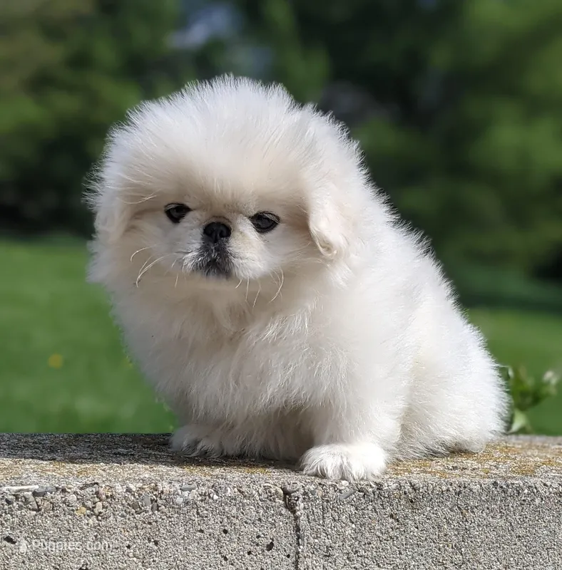 Charlie AKC – Pekingese puppy for sale in Wolcottville, IN