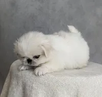 Charlie AKC, a male Pekingese for sale in Wolcottville, IN – Photo 8 of 10