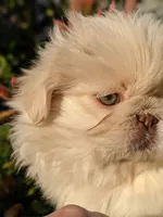 Autumn Rose AKC, a female Pekingese for sale in Wolcottville, IN – 3 of 6