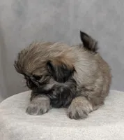 Star AKC, a female Pekingese for sale in Wolcottville, IN – Photo 5 of 7