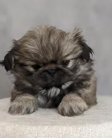 Star AKC, a female Pekingese for sale in Wolcottville, IN – Photo 6 of 7