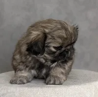 Star AKC, a female Pekingese for sale in Wolcottville, IN – Photo 3 of 7