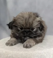 Star AKC, a female Pekingese for sale in Wolcottville, IN – Photo 2 of 7
