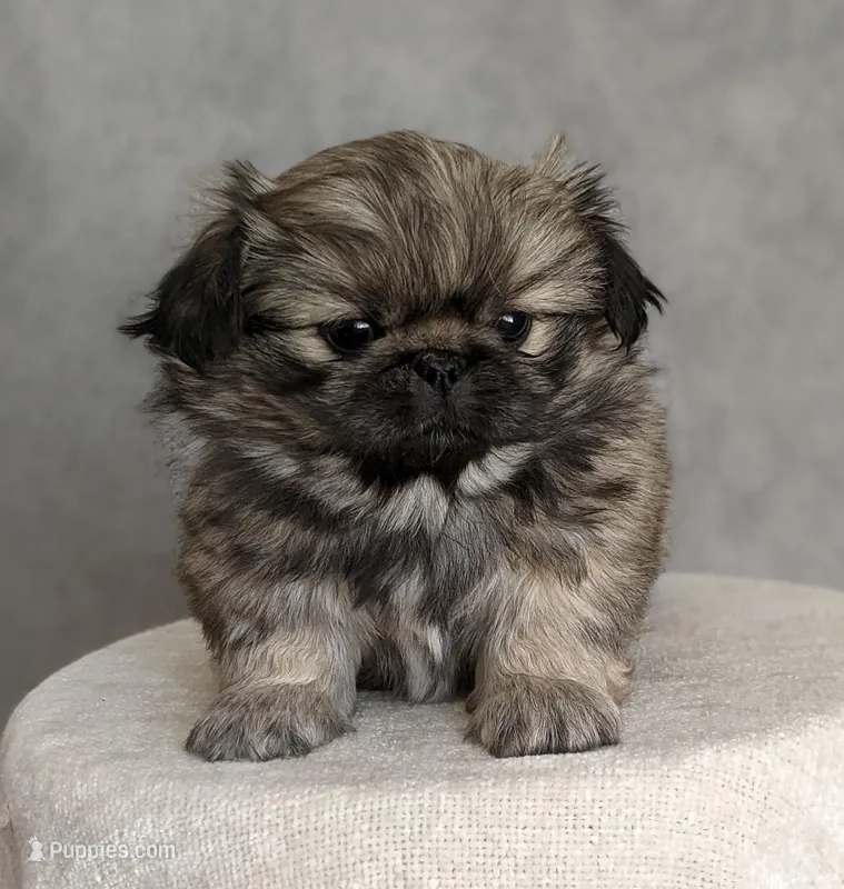 Star AKC – Pekingese puppy for sale in Wolcottville, IN