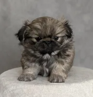 Star AKC, a female Pekingese for sale in Wolcottville, IN – Photo 4 of 7