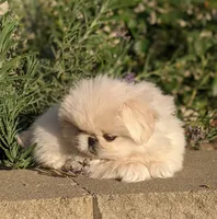 Beau AKC, a male Pekingese for sale in Wolcottville, IN – 3 of 4