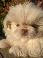 Autumn Rose AKC, a female Pekingese for sale in Wolcottville, IN – 5 of 6