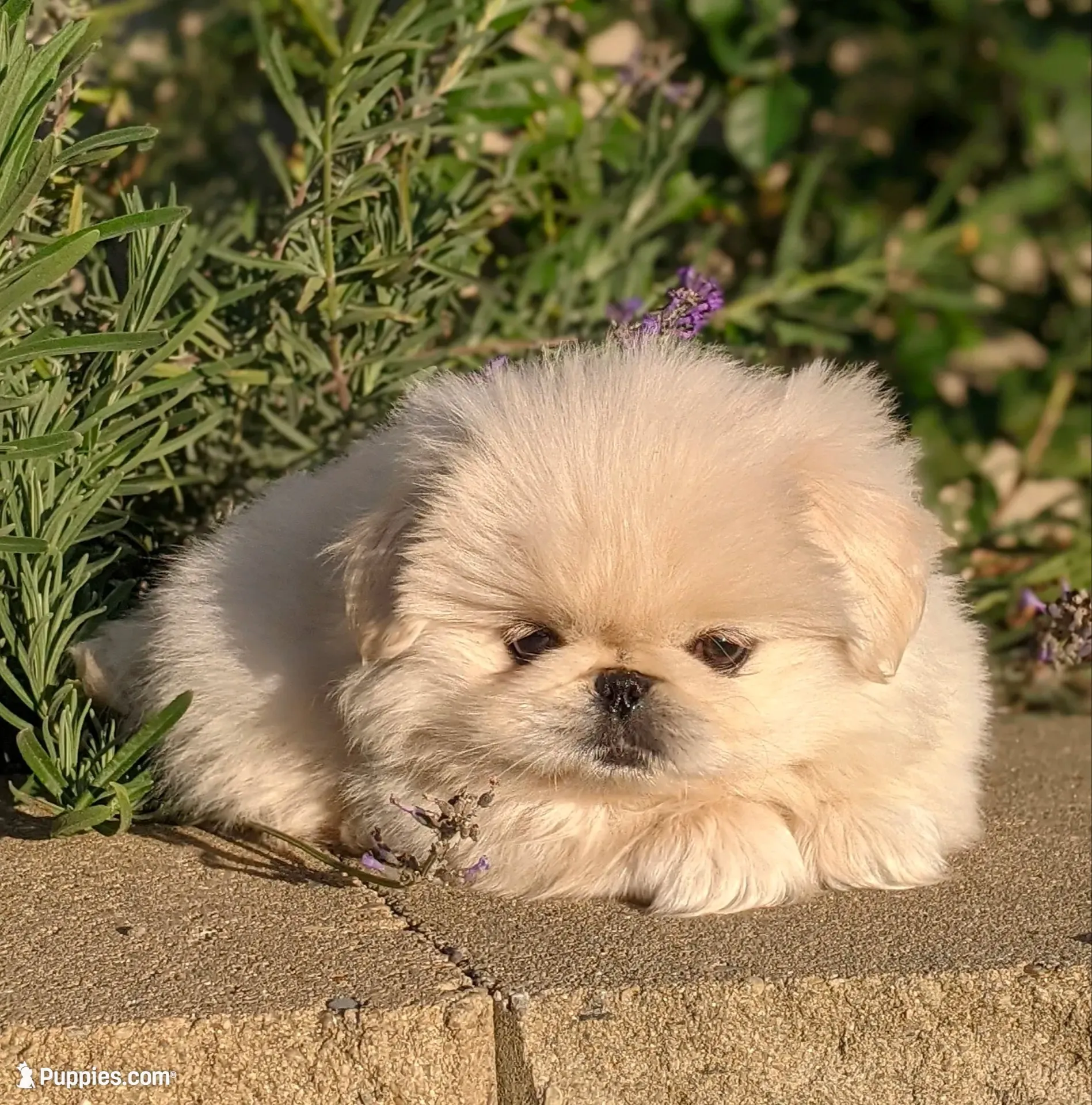 Beau AKC, a male Pekingese for sale in Wolcottville, IN – 1 of 4