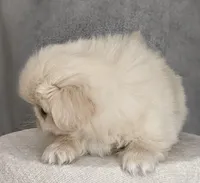 Soda AKC, a male Pekingese for sale in Wolcottville, IN – Photo 2 of 8