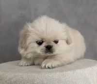 Soda AKC, a male Pekingese for sale in Wolcottville, IN – Photo 5 of 8