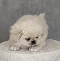 Soda AKC, a male Pekingese for sale in Wolcottville, IN – Photo 4 of 8