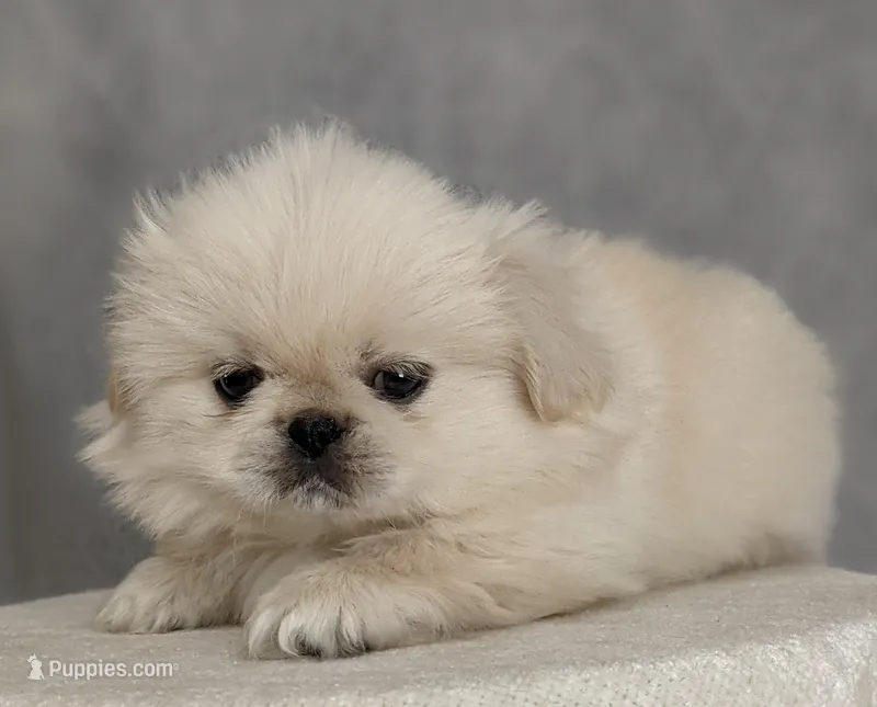 Soda AKC – Pekingese puppy for sale in Wolcottville, IN