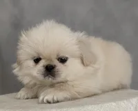 Soda AKC, a male Pekingese for sale in Wolcottville, IN – Photo 1 of 8