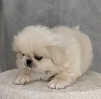 Soda AKC, a male Pekingese for sale in Wolcottville, IN – Photo 3 of 8