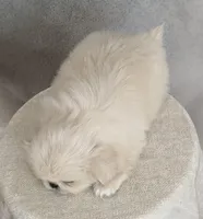 Soda AKC, a male Pekingese for sale in Wolcottville, IN – Photo 7 of 8