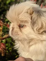 Autumn Rose AKC, a female Pekingese for sale in Wolcottville, IN – 4 of 6