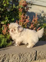 Autumn Rose AKC, a female Pekingese for sale in Wolcottville, IN – 6 of 6