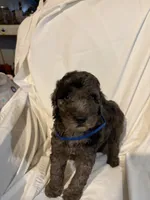 Merle Boy 2, a male Poodle - Standard  for sale in Spur, TX – 1 of 5