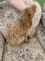 Apricot girl 2, a male Poodle - Standard  for sale in Spur, TX – 4 of 4