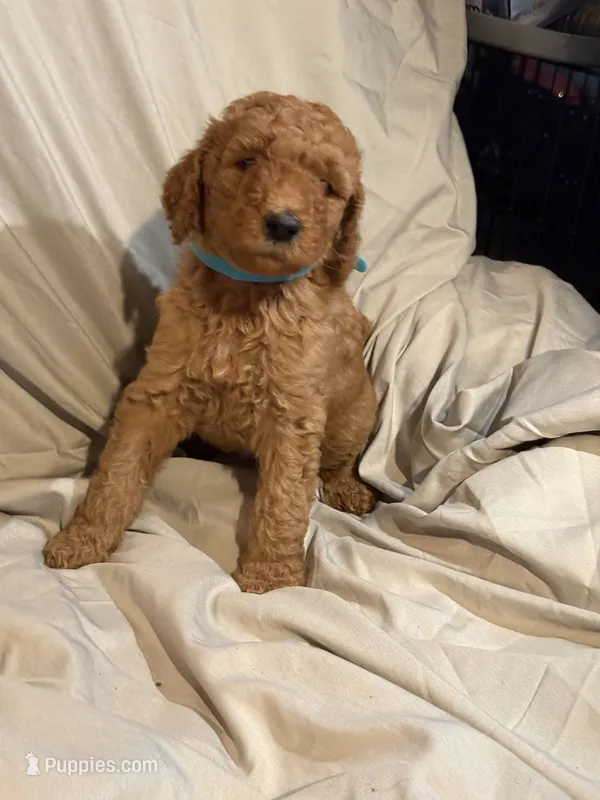 Apricot boy – Poodle - Standard  puppy for sale in Spur, TX