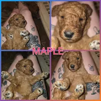 Maple, a female Bernedoodle for sale in Spur, TX – 2 of 2