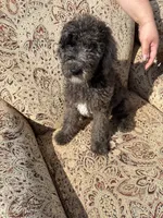 Merle Boy1, a male Poodle - Standard  for sale in Spur, TX – 3 of 5