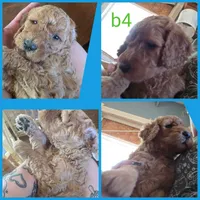 Albert, a male Bernedoodle for sale in Spur, TX – 2 of 3