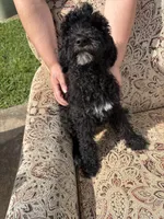 Black and white Boy, a male Poodle - Standard  for sale in Spur, TX – 3 of 6