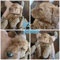 Albert, a male Bernedoodle for sale in Spur, TX – 3 of 3