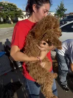 Apricot boy, a male Poodle - Standard  for sale in Spur, TX – 3 of 4