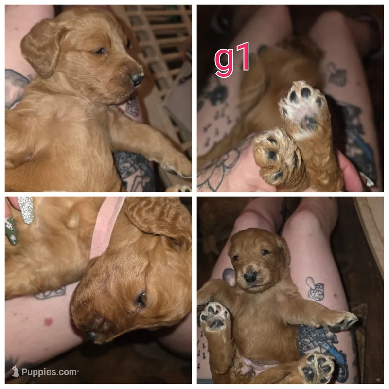 Ruby – Bernedoodle puppy for sale in Spur, TX