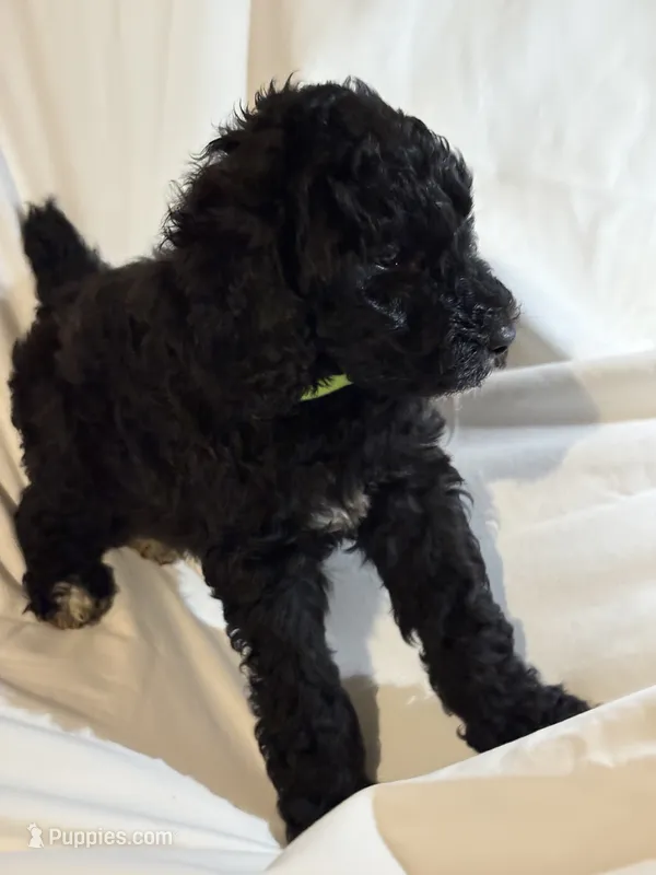 Black and white Boy – Poodle - Standard  puppy for sale in Spur, TX
