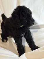 Black and white Boy, a male Poodle - Standard  for sale in Spur, TX – 1 of 6