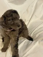 Merle girl, a female Poodle - Standard  for sale in Spur, TX – 2 of 2