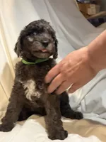 Merle Boy1, a male Poodle - Standard  for sale in Spur, TX – 1 of 5